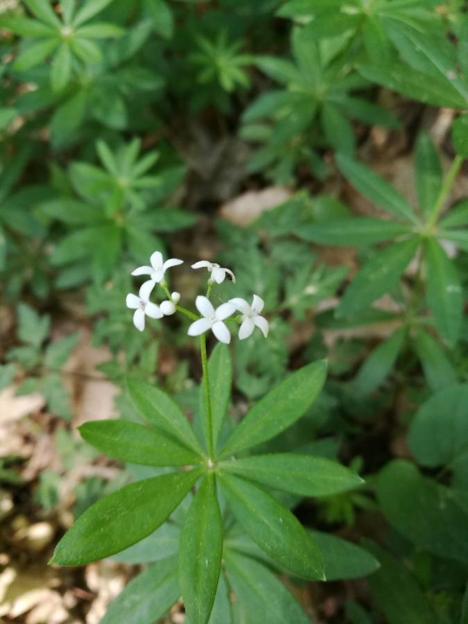 sweet woodruff