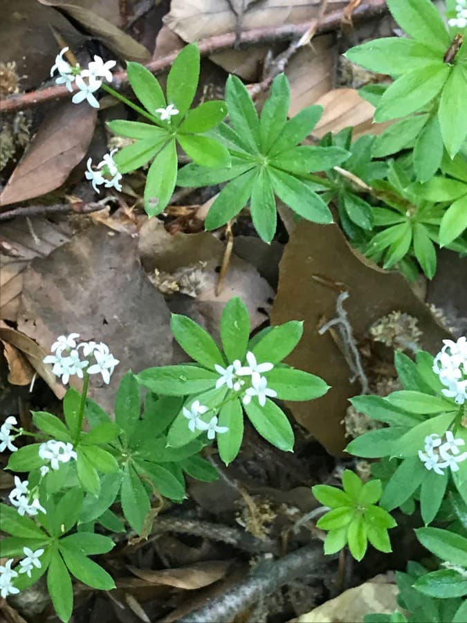 sweet woodruff