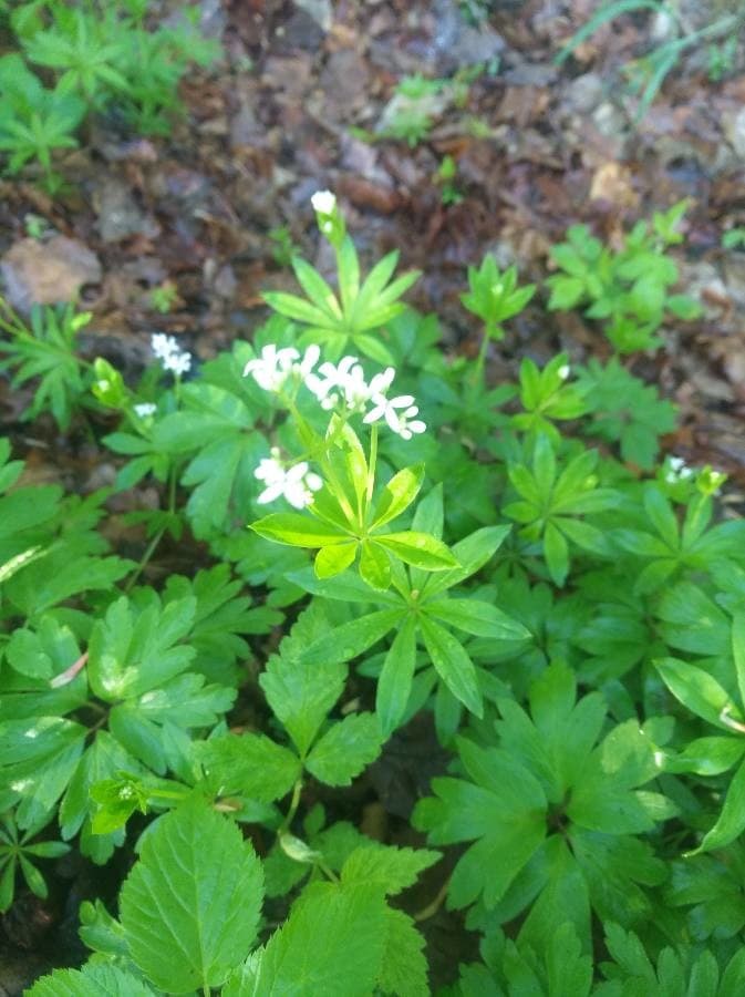 sweet woodruff