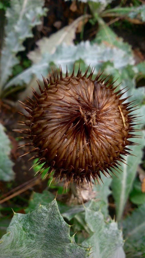 cotton thistle