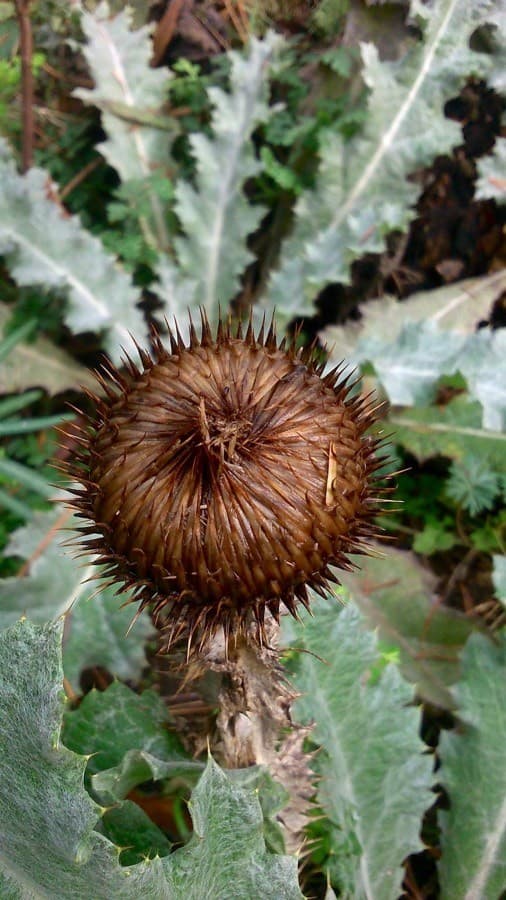 cotton thistle