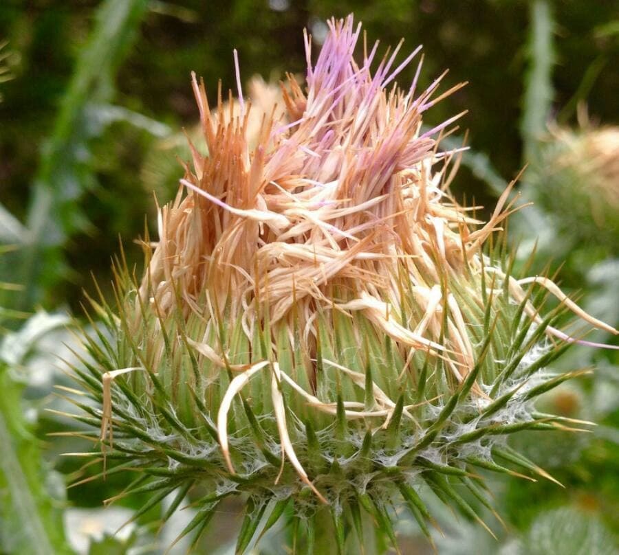 cotton thistle