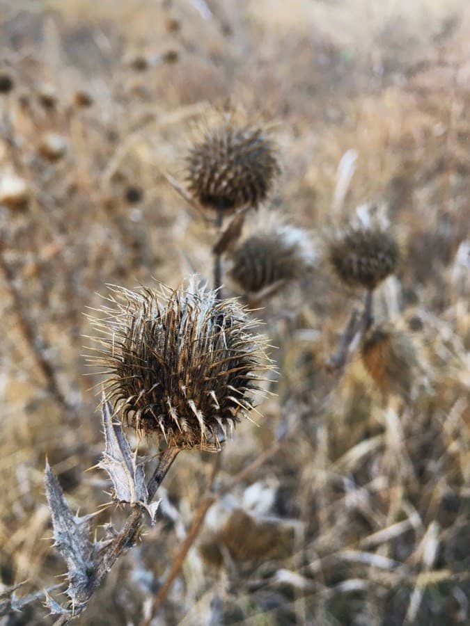 cotton thistle