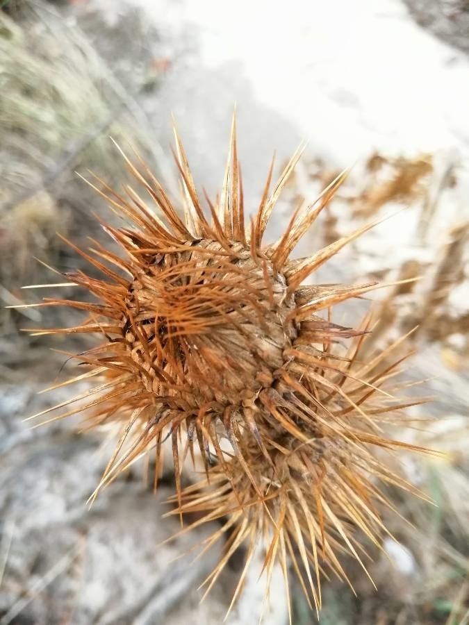 cotton thistle