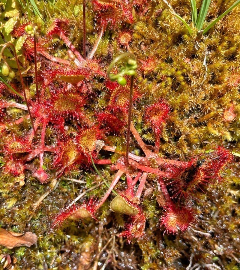 Sundew