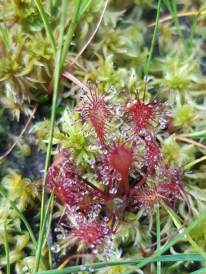 Sundew