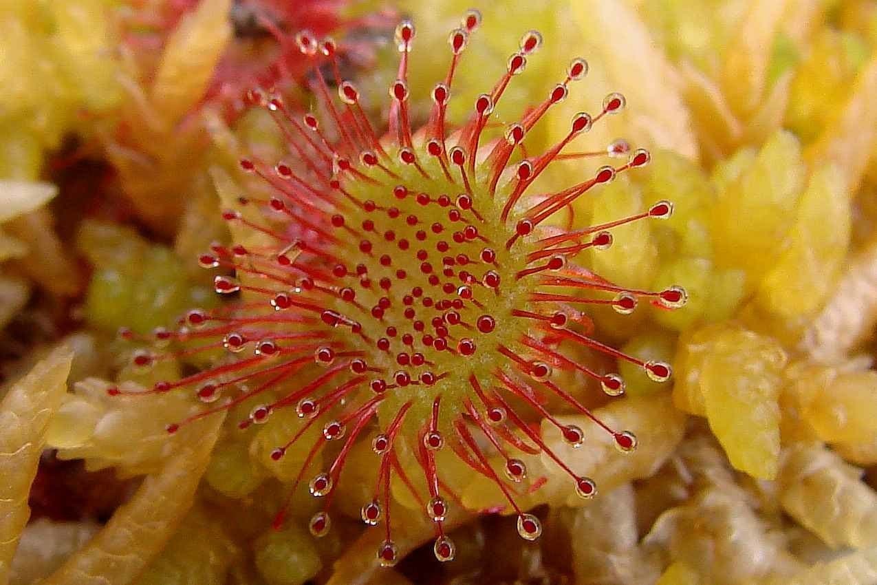 Sundew