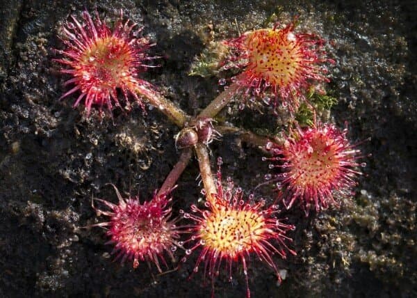 Sundew