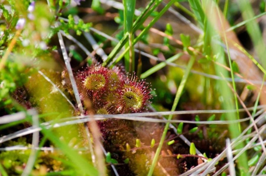 Sundew