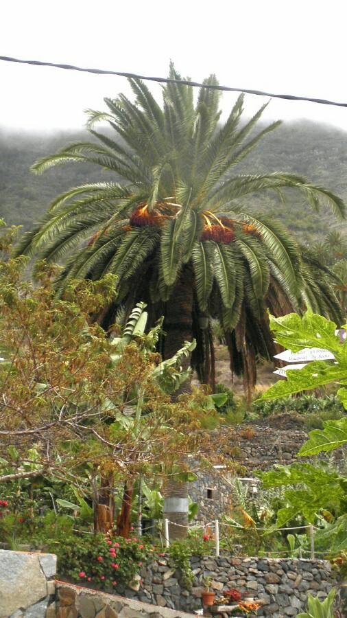 Canary Island date palm