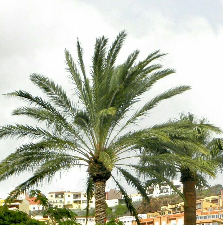 Canary Island date palm