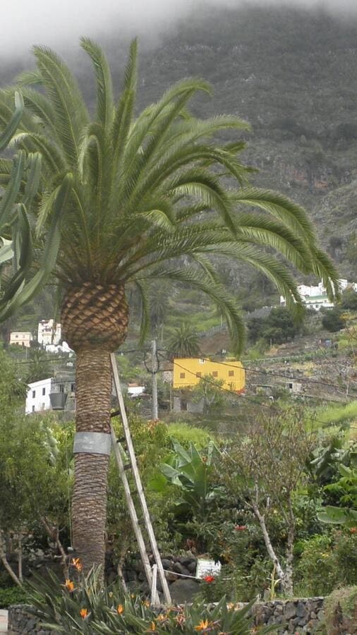 Canary Island date palm