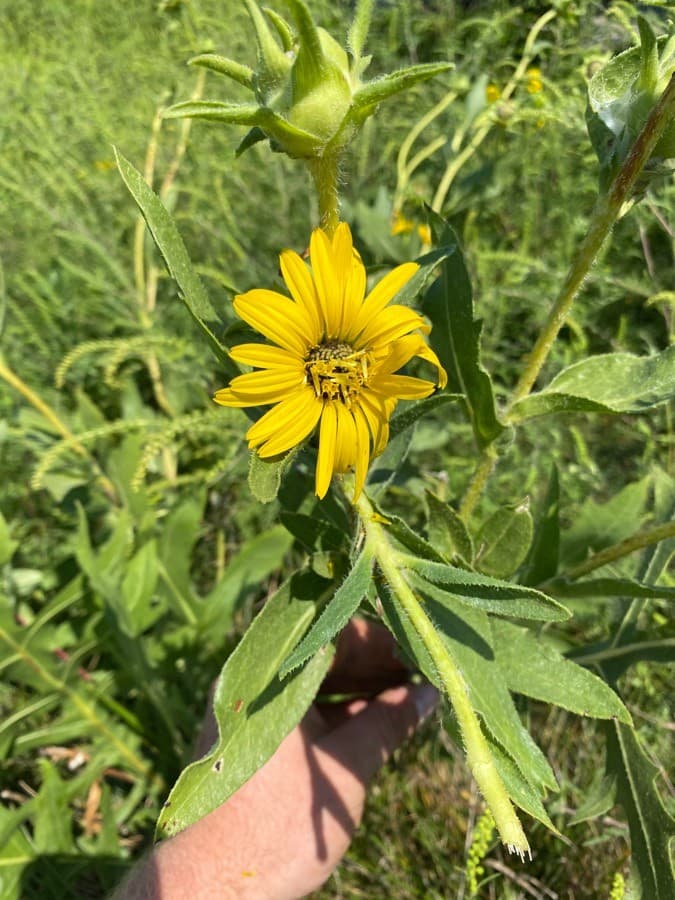 compass plant