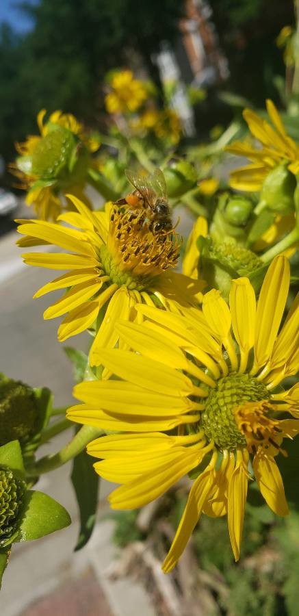 compass plant