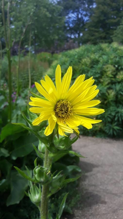 compass plant