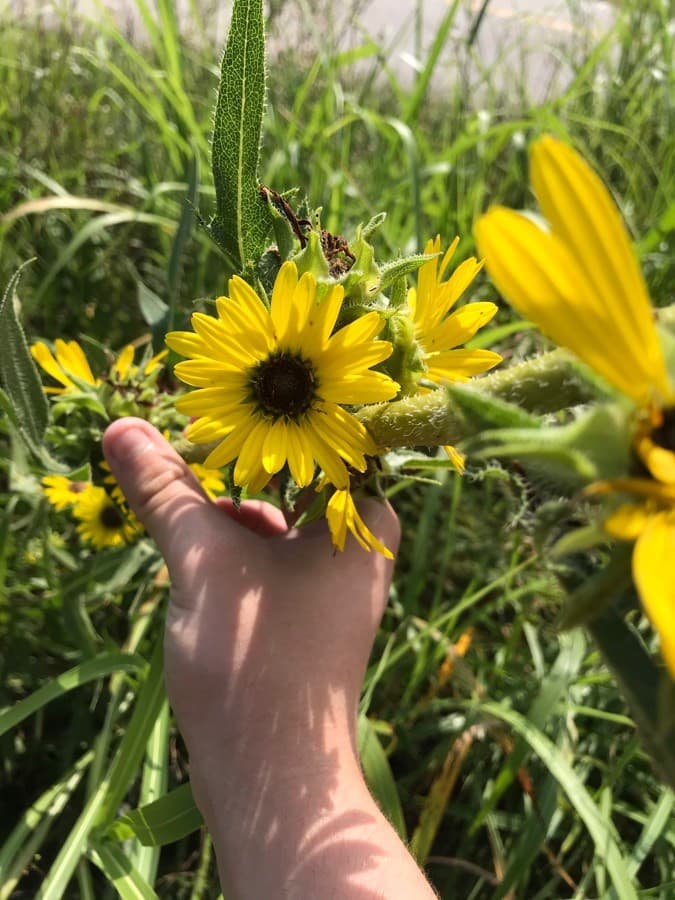 compass plant