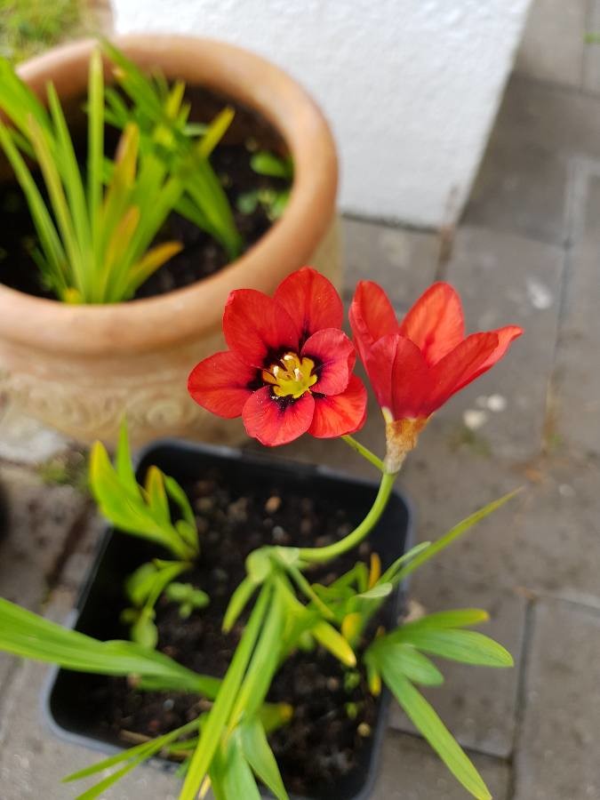 harlequin flower