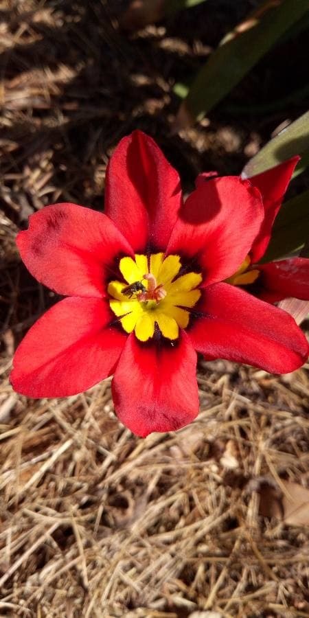 harlequin flower