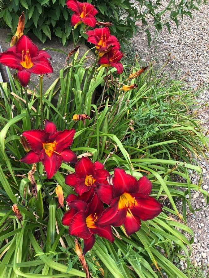 harlequin flower