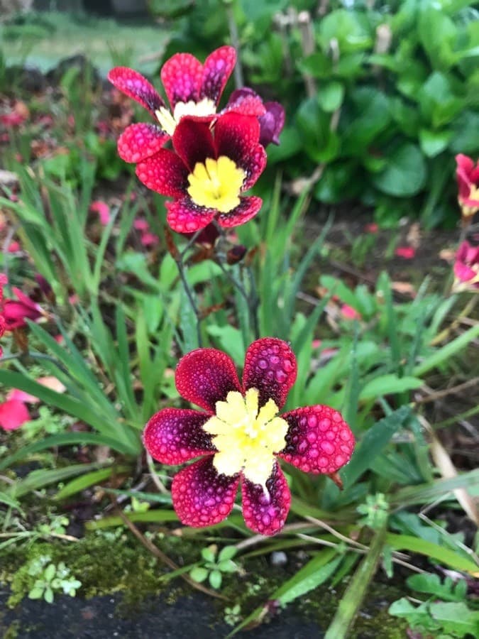 harlequin flower