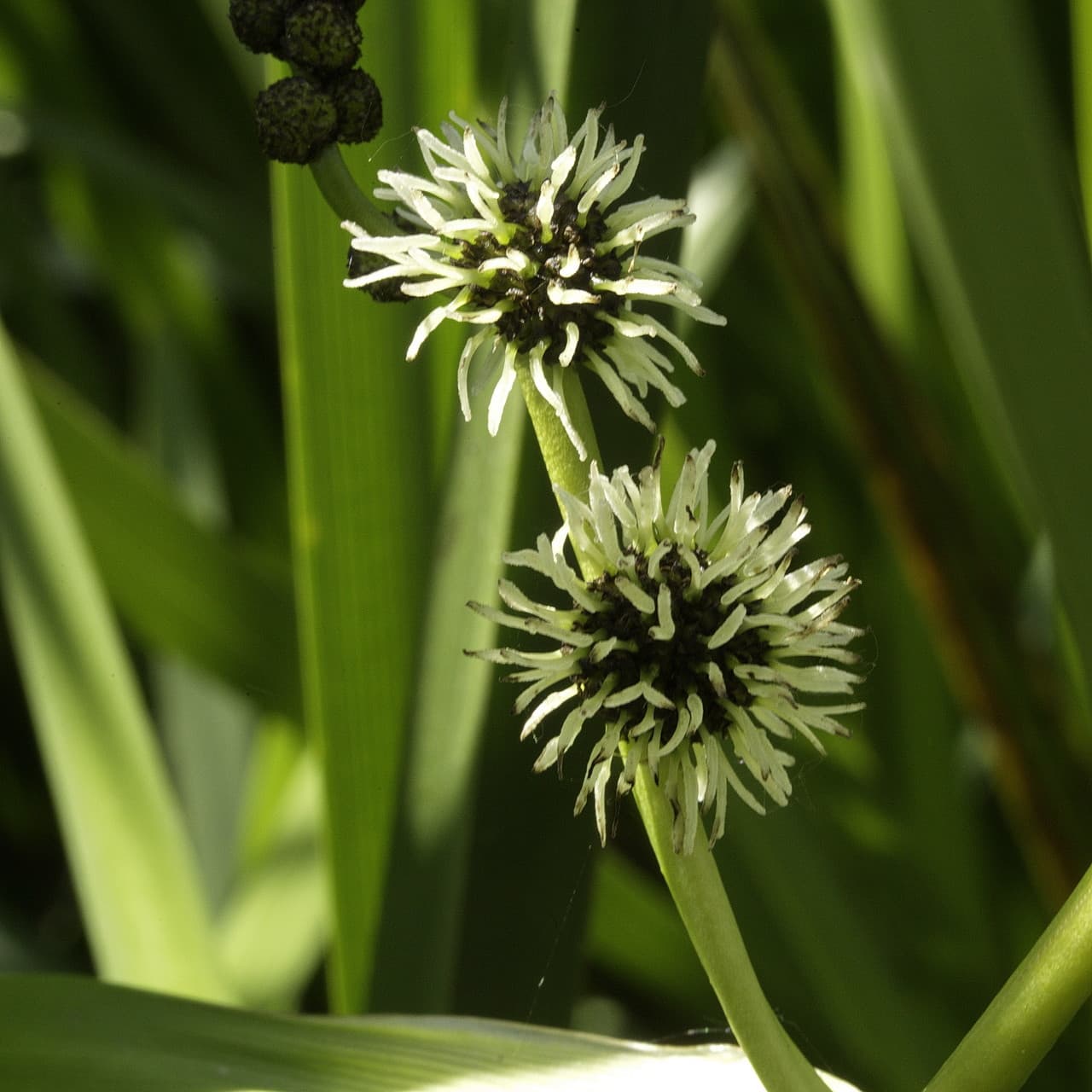 branched bur reed