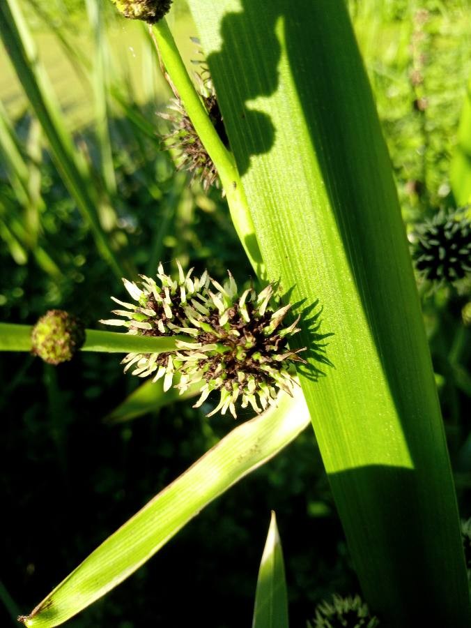 branched bur reed