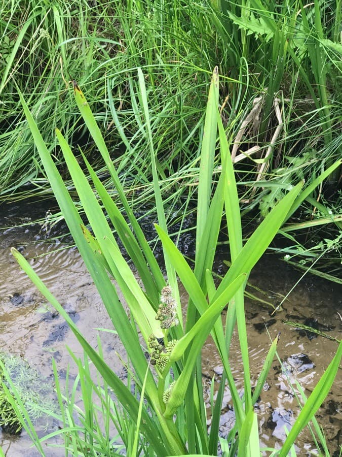 branched bur reed