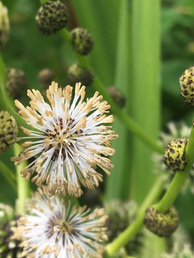 branched bur reed