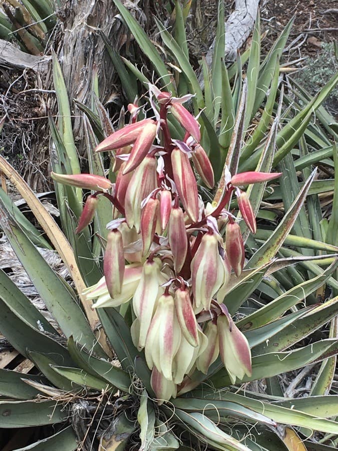 banana yucca