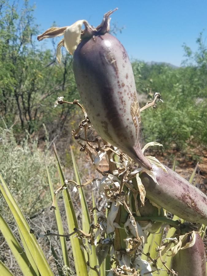 banana yucca