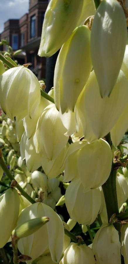 banana yucca