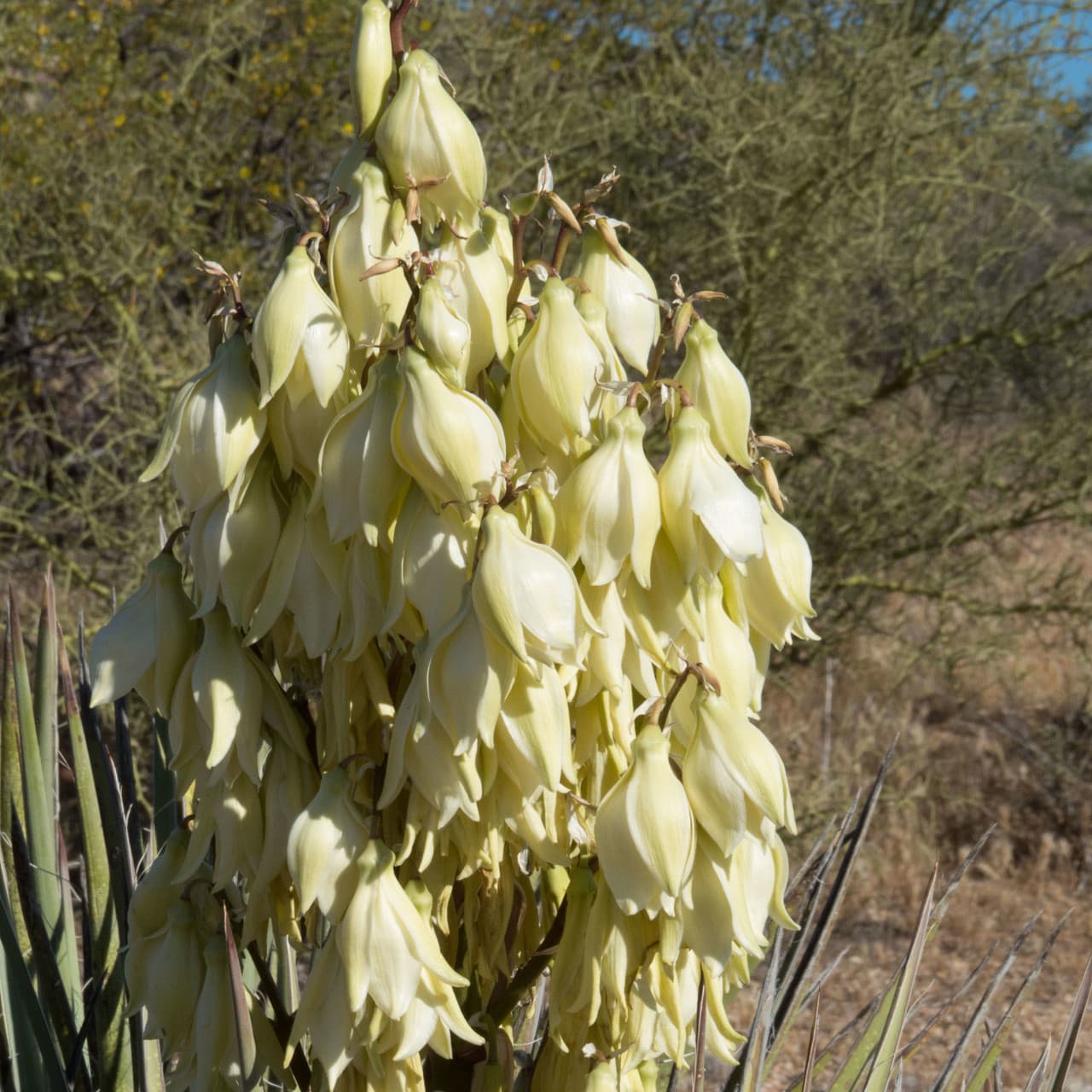 banana yucca