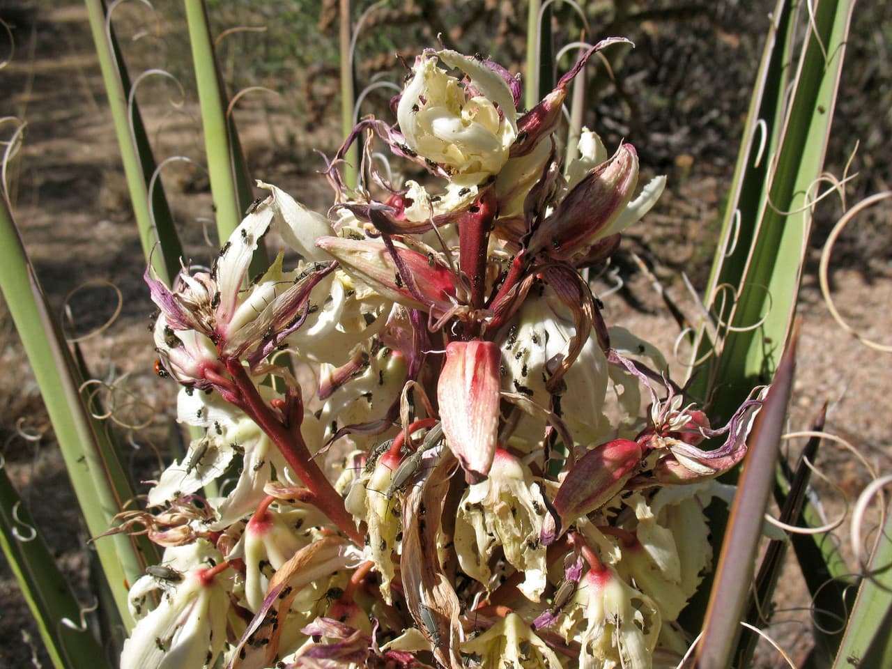 banana yucca