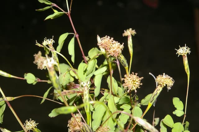 Burnet-flowered sea holly