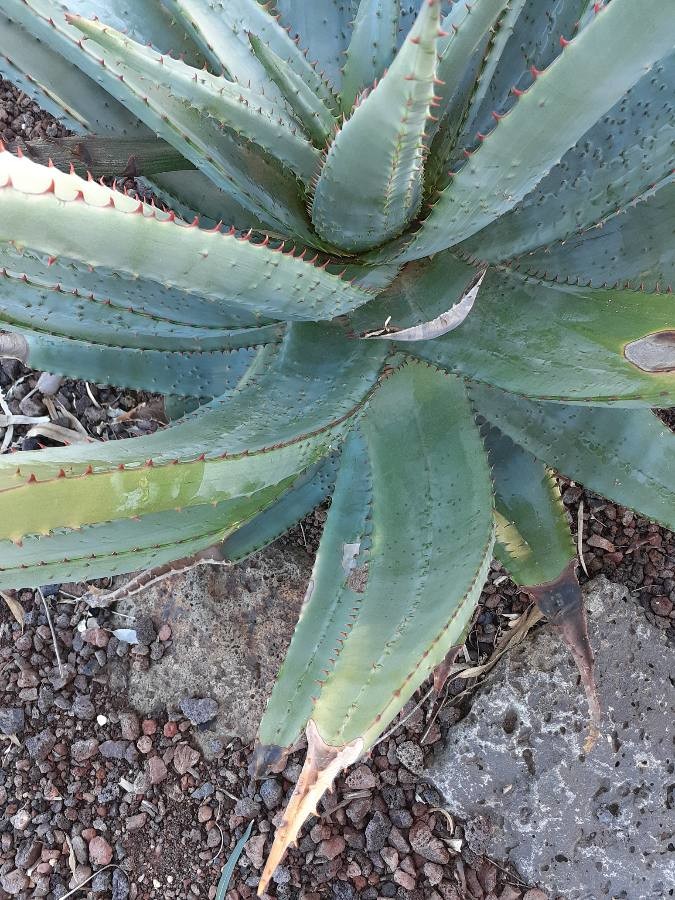 Cape aloe