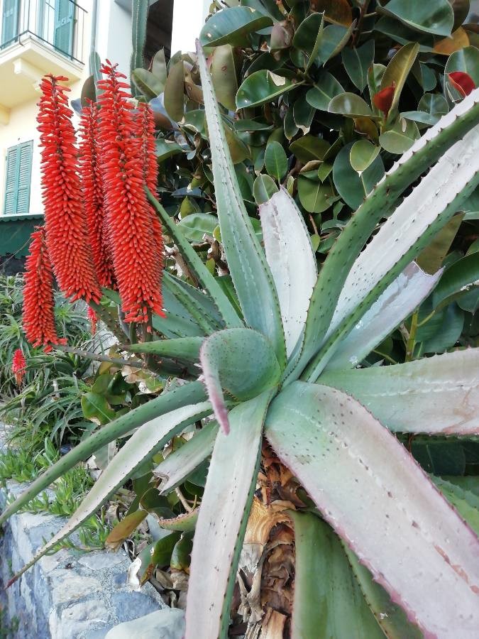 Cape aloe