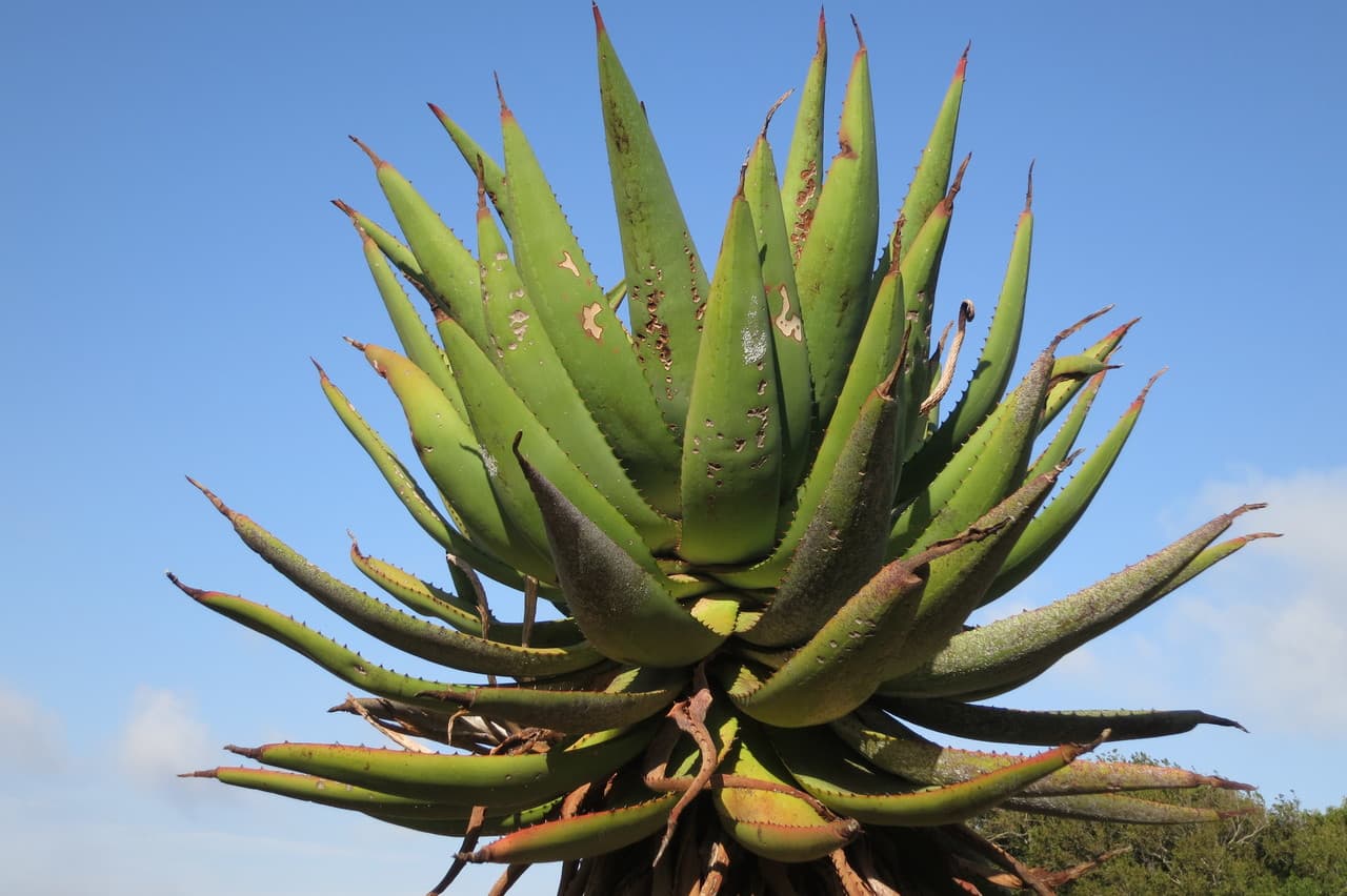 Cape aloe