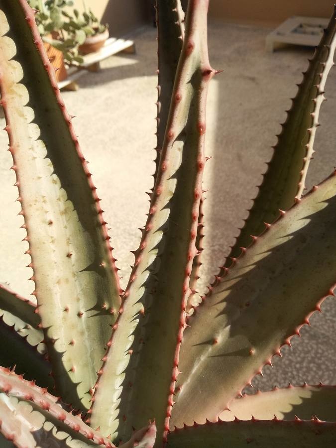 Cape aloe