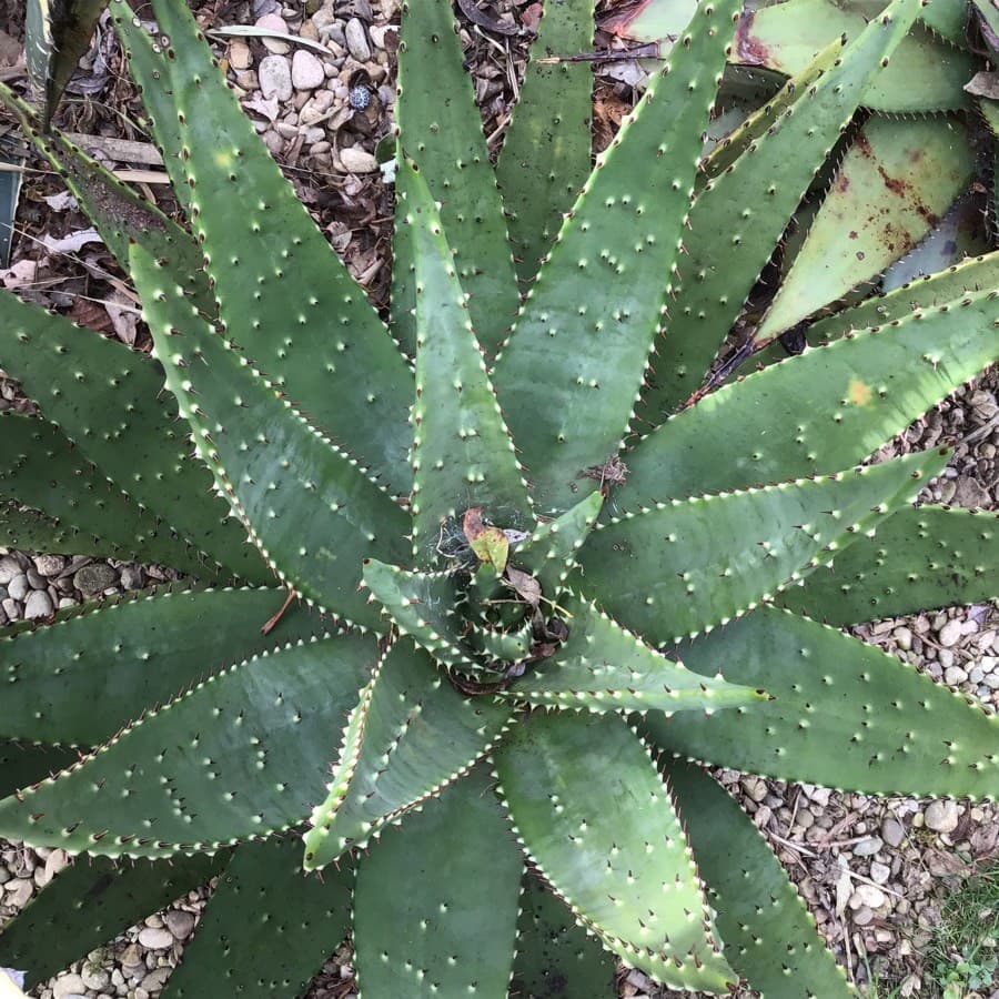 Cape aloe