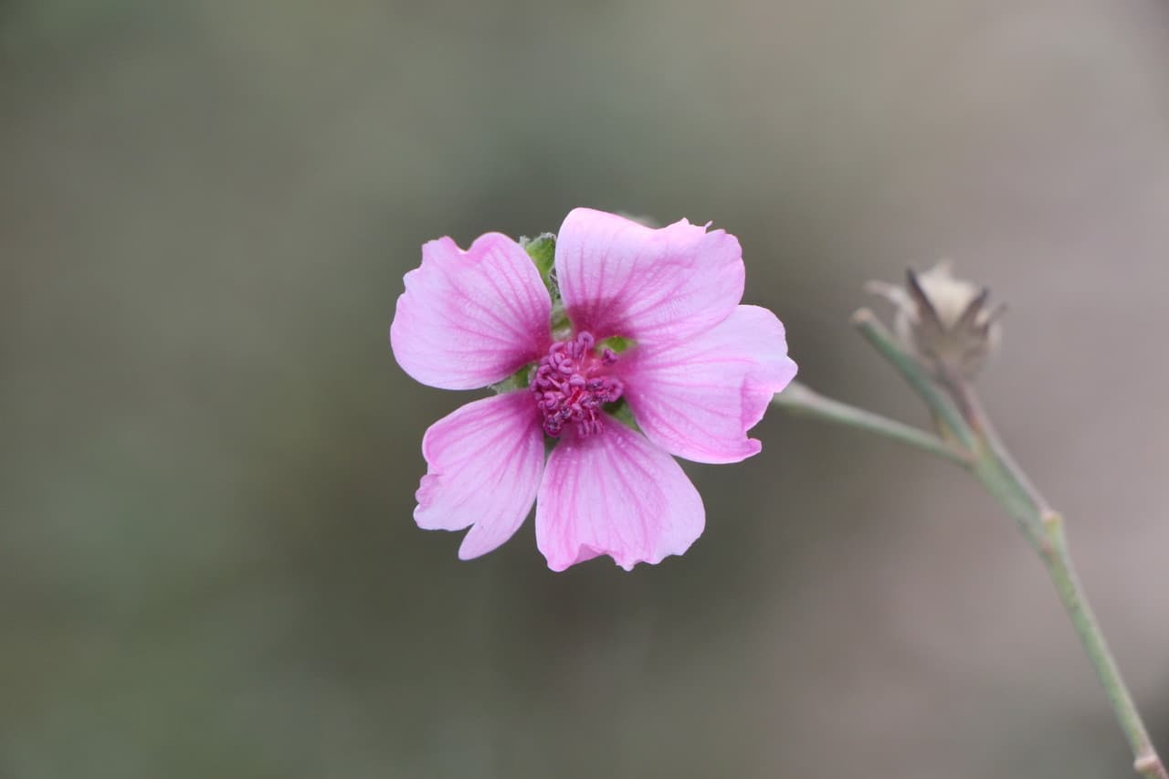 palm-leaf marsh mallow