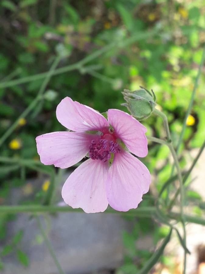 palm-leaf marsh mallow