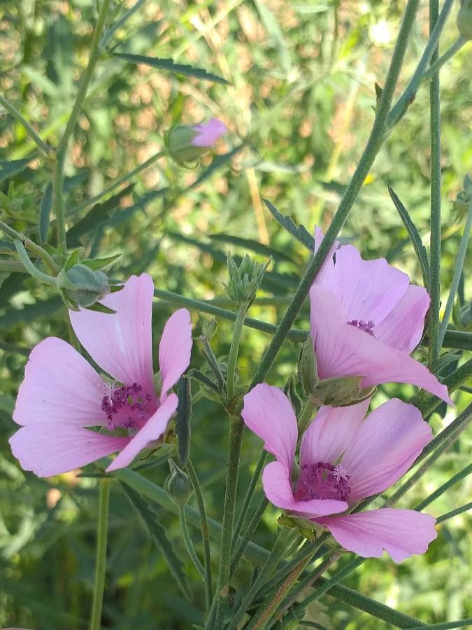 palm-leaf marsh mallow