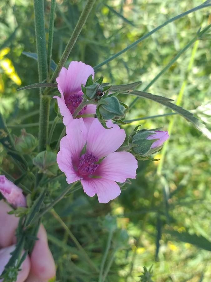 palm-leaf marsh mallow