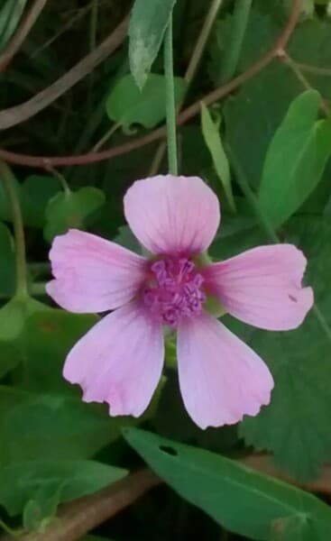 palm-leaf marsh mallow