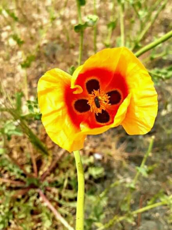 red horned poppy