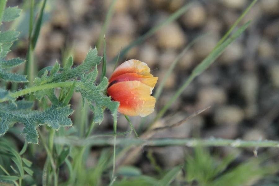 red horned poppy