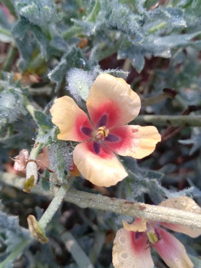 red horned poppy