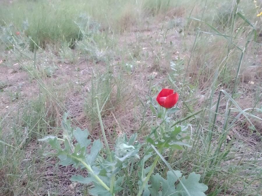 red horned poppy