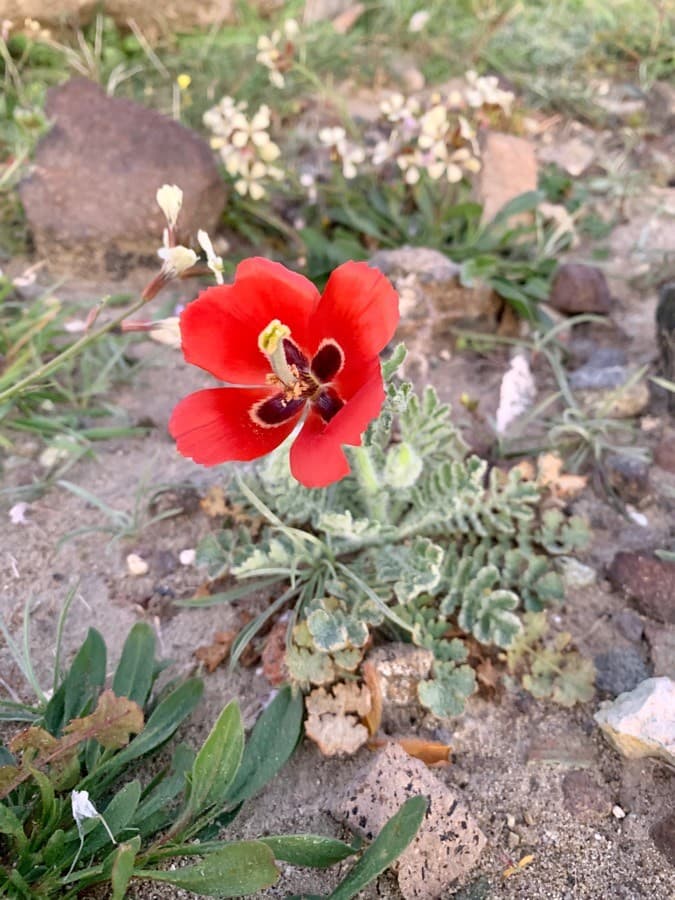 red horned poppy