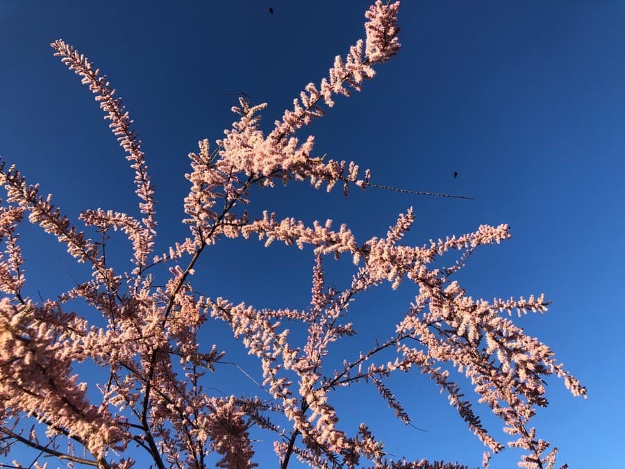 small-flowered tamarisk